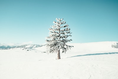 白昼蓝天下白雪覆盖的地面上的白雪覆盖的树